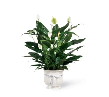 Comfort Planterby FTD