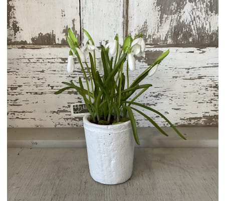 Silk Snowdrop in White Clay Pot