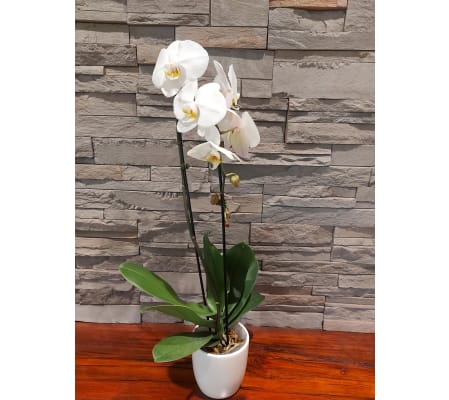 Gorgeous Waterfall Orchid Plant