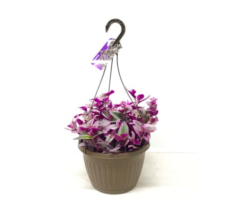 Tradescantia ( Wondering Jew) Indoor Plant