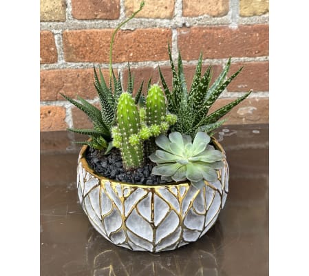 'By Design' Succulent Garden