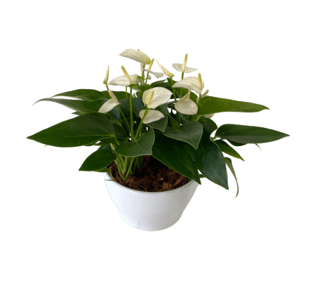 Medium Eileen Tropical Planter