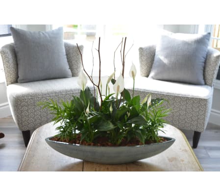 Grand Peace Lily Boat