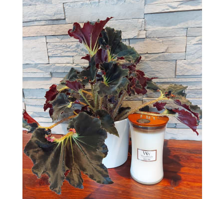 Spiral Begonia in Pretty Ceramic Pot