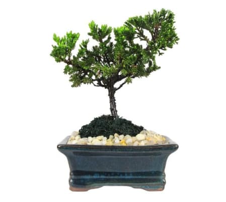 the tree of life bonsai tree