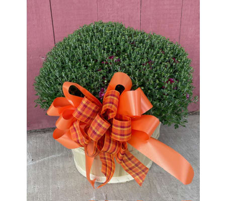 Hardy Mum Bushel Basket