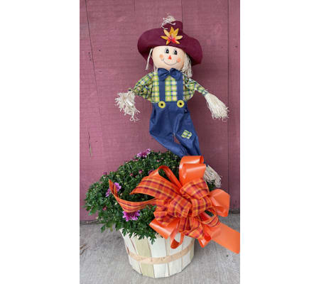 Fall mum with Scarecrow