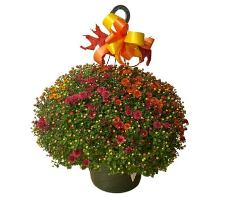 Colorful Mum Hanging Basket