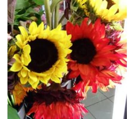 Brightness of a sunflowers