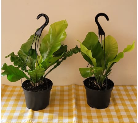 TROPICAL HANGING PLANT STYLE 4