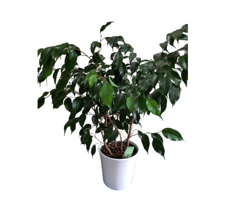 Ficus Benjamin Plant