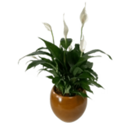 Peace Lily in Stone Planter
