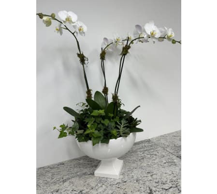 Orchids in Compote Bowl with ivy and succulent