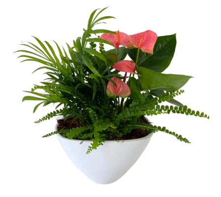 Medium Anthurium Boat Planter