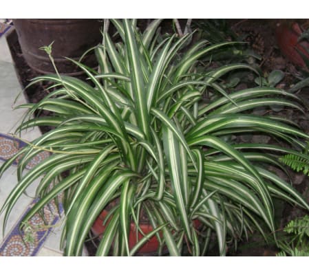 Spectacular Spider Plant