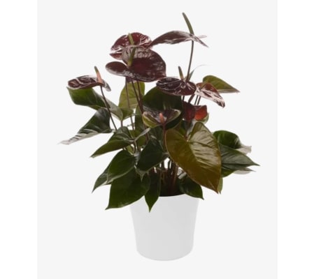 Rich Chocolate Anthurium