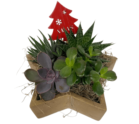 Star Bright Succulent-gold