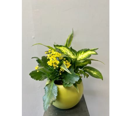 Round Green Planter