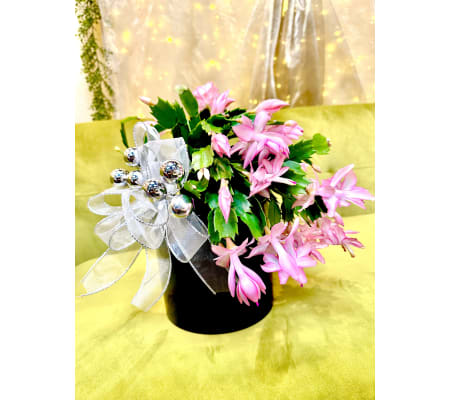 Christmas Cactus Holiday Magic