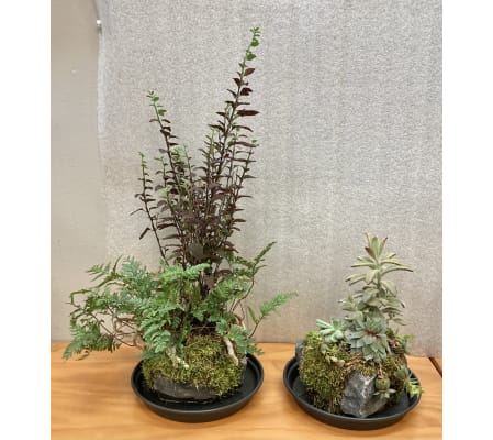 Assorted Kusamono Plants