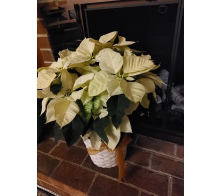 Wonderful White Poinsettia