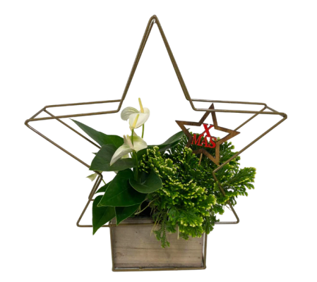 Christmas Wire star Tropical planter