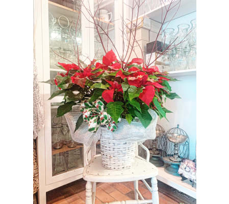 Showstopper Poinsettia