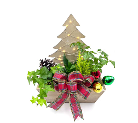 Christmas Holiday Blooms