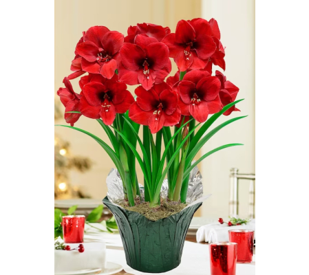 Potted Double Amaryllis