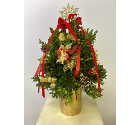 Ornamental Boxwood Tree