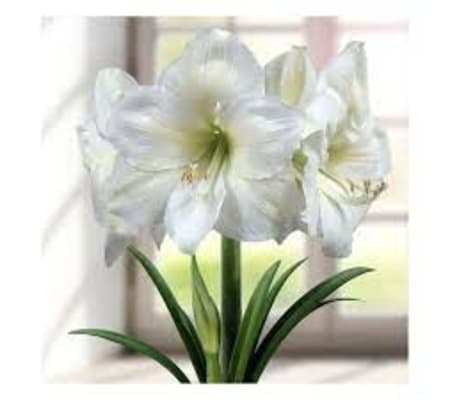 Red Amaryllis Planter (watch me grow and bloom!)