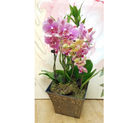 Petite Orchid Garden