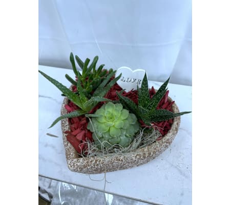 Valentine's Stone Heart Succulent Plant