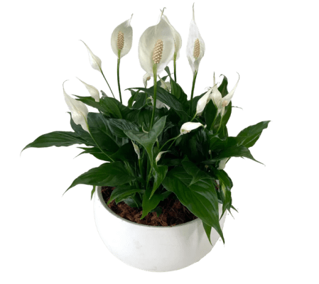 Peace Lily Bowl Planter