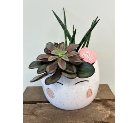 Blushing Succulent Planter