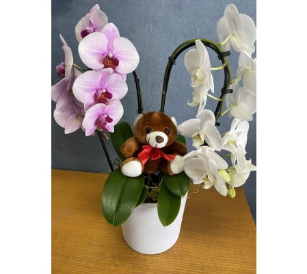 Orchid with Bear