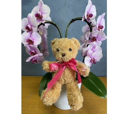 Valentine Orchid with Bear