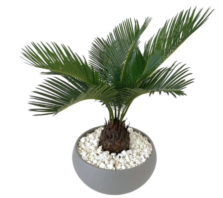 Sago Tropical Palm Plant