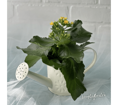 Flowering Kalanchoe Plant in a Watering Can