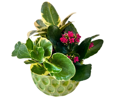 Green Medium Tear Drop