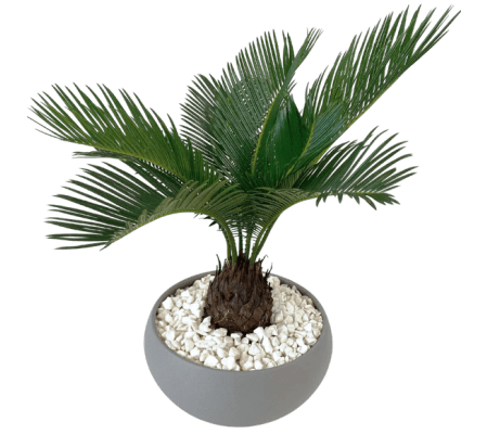 Sago Palm Plant in Container