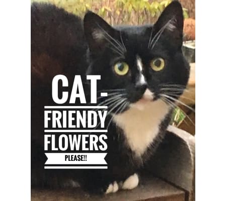 Cat Friendly Please!