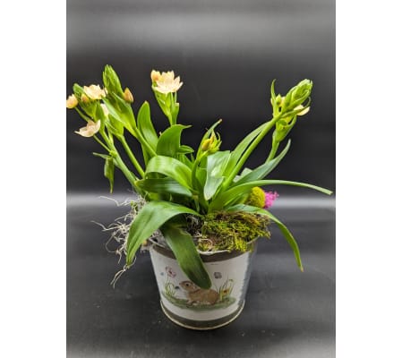 Easter Ornithogalum Planter