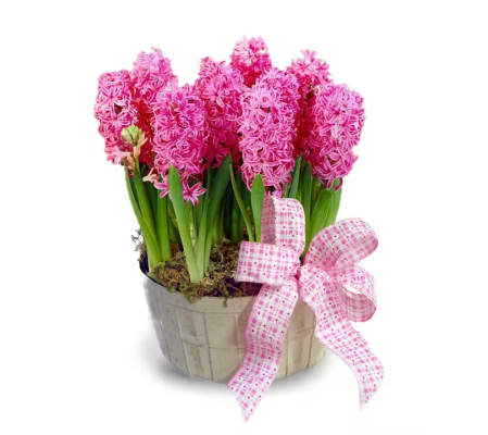 Spring Hyacinth Bulb Basket