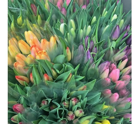 Spring vased tulips designers choice