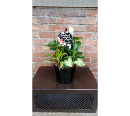 'By Design' Cardinals Appear Planter