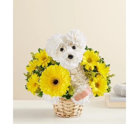 AS THE SICK AS A DOG