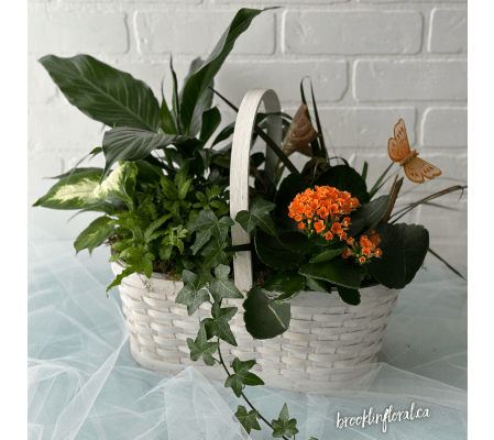 Mixed Plants in Black Pot