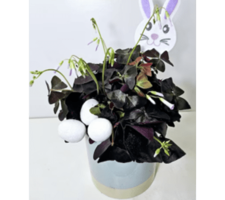 TRIPLE A'S LUCKY BUNNY PLANT