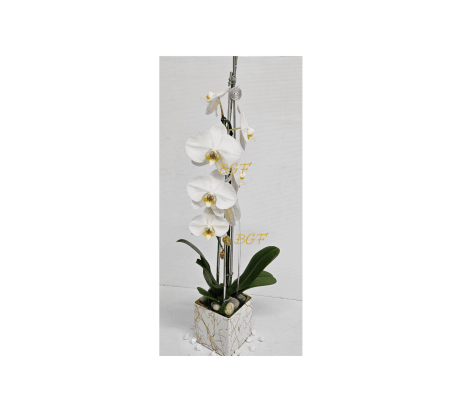 Beautiful In White Orchid